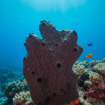 Classification of Hircinia