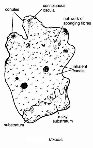 Classification of Hircinia