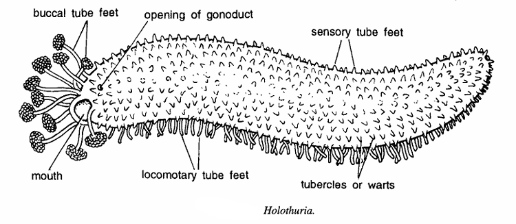 Holothuria