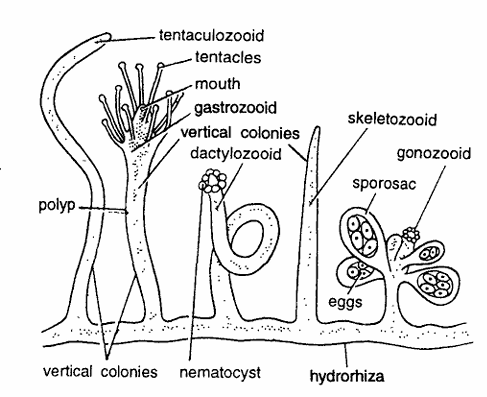 Classification of Hydractinia