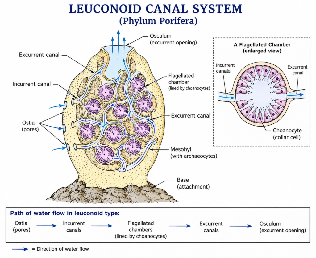 Phylum Porifera: Characteristics, Classification, Examples & Diagram | Zoologyverse diagram of the leuconoid canal system in Phylum Porifera showing ostia, incurrent canals, choanocyte-lined flagellated chambers, apopyles, excurrent canals, osculum, mesohyl, and water-flow direction.