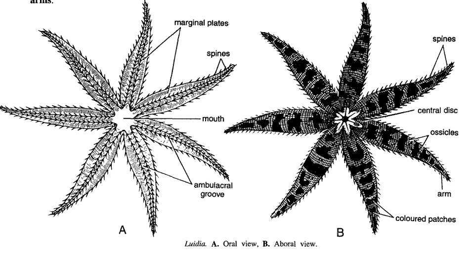 Classification of Luidia