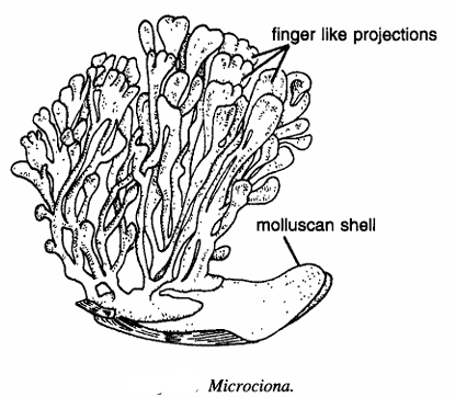 Classification of Microciona