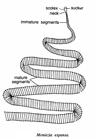 Moniezia expansa (Sheep Tapeworm)