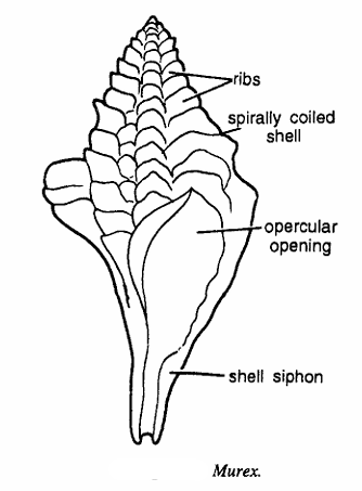 Murex angulifer