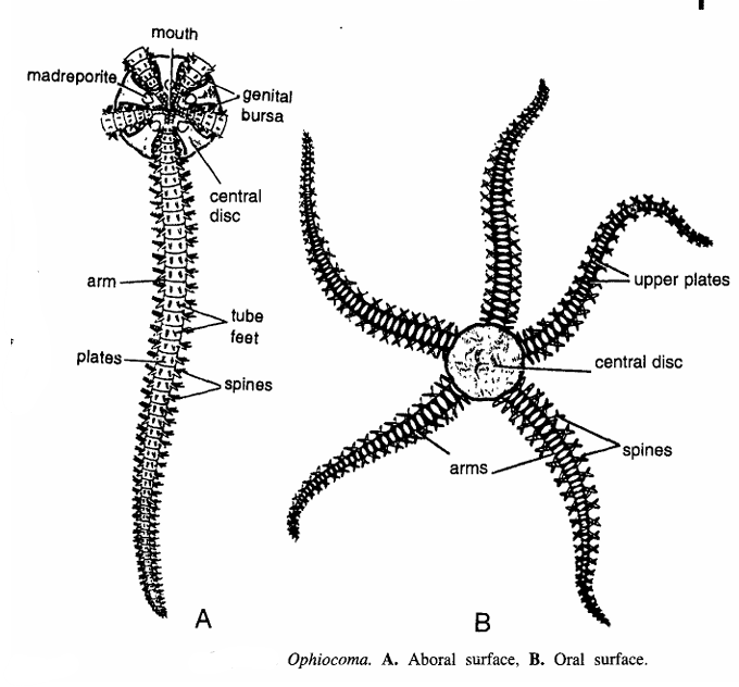 Ophiocoma