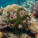 Ophioderma