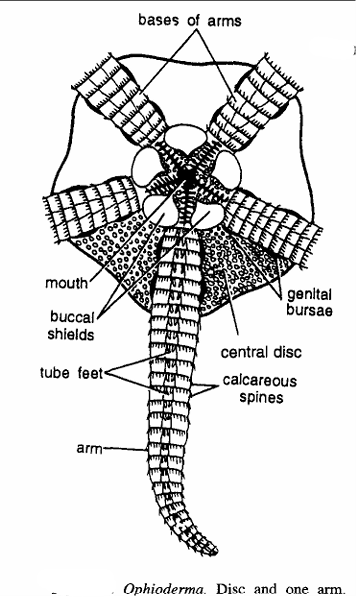 Ophioderma