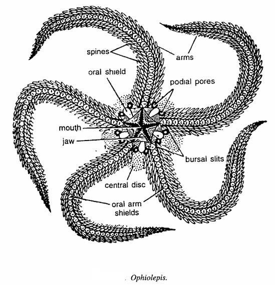 Classification of Ophiolepis