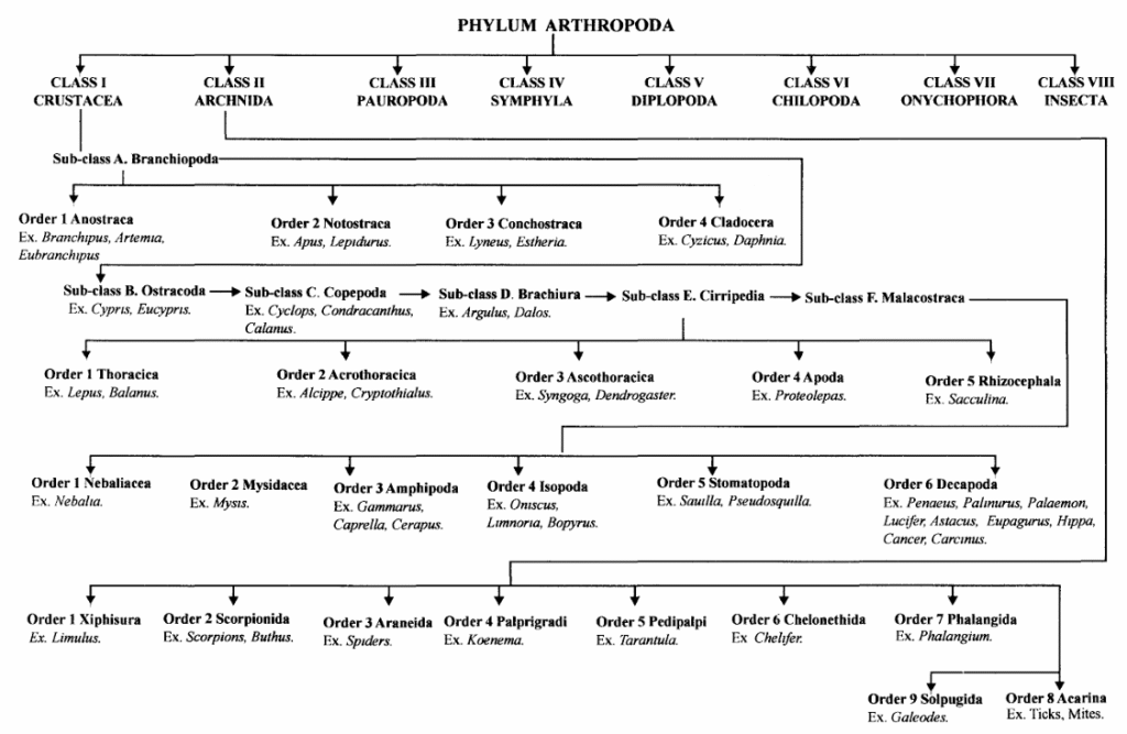PHYLUM ARTHROPODA