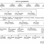 PHYLUM ARTHROPODA