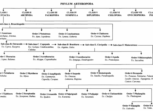 PHYLUM ARTHROPODA
