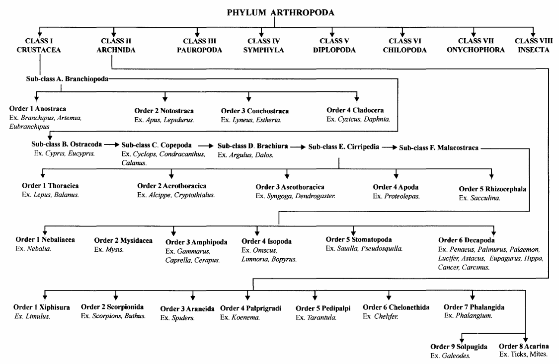 PHYLUM ARTHROPODA | Zoologyverse