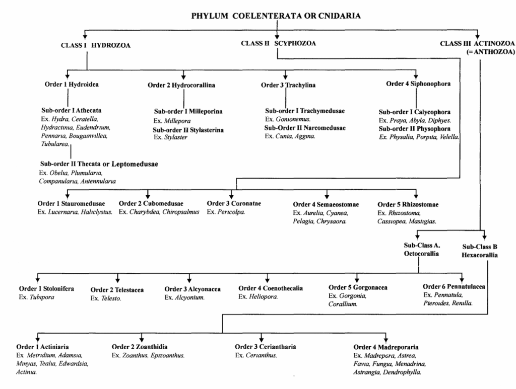 PHYLUM COELENTERATA (CNIDARIA)