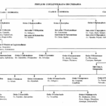 PHYLUM COELENTERATA (CNIDARIA)