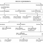 PHYLUM ECHINODERMATA