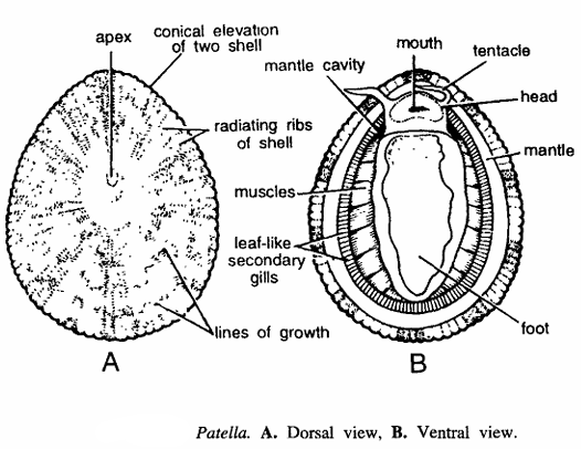 Classification of Patella