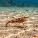 Classification of Penaeus (Prawn)