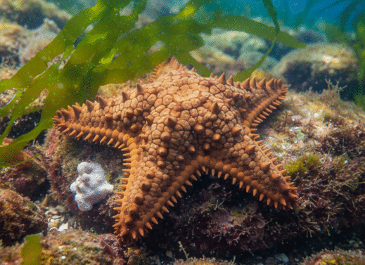 Pentaceros: The Sea Pentagon (Starfish)