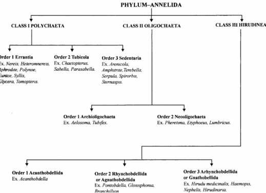 Phylum Annelida: Characteristics, Classification, Habitat, and More