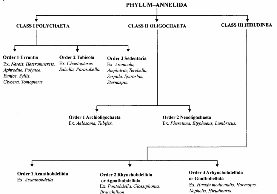 Phylum Annelida
