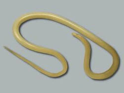 Phylum Aschelminthes