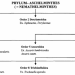 Phylum Aschelminthes