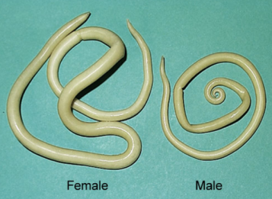 Phylum Aschelminthes