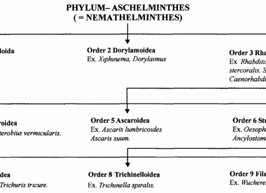 Phylum Aschelminthes – Characteristics, Classification, and Importance