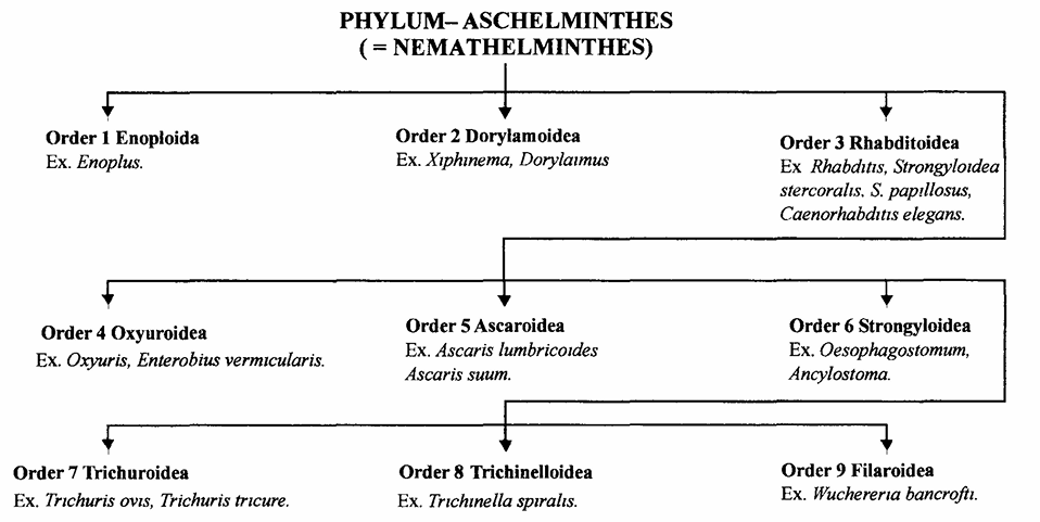 Phylum Aschelminthes
