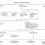 Platyhelminthes (Flatworms)