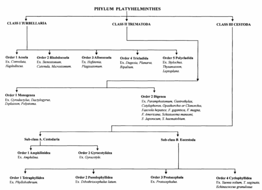 Platyhelminthes (Flatworms)