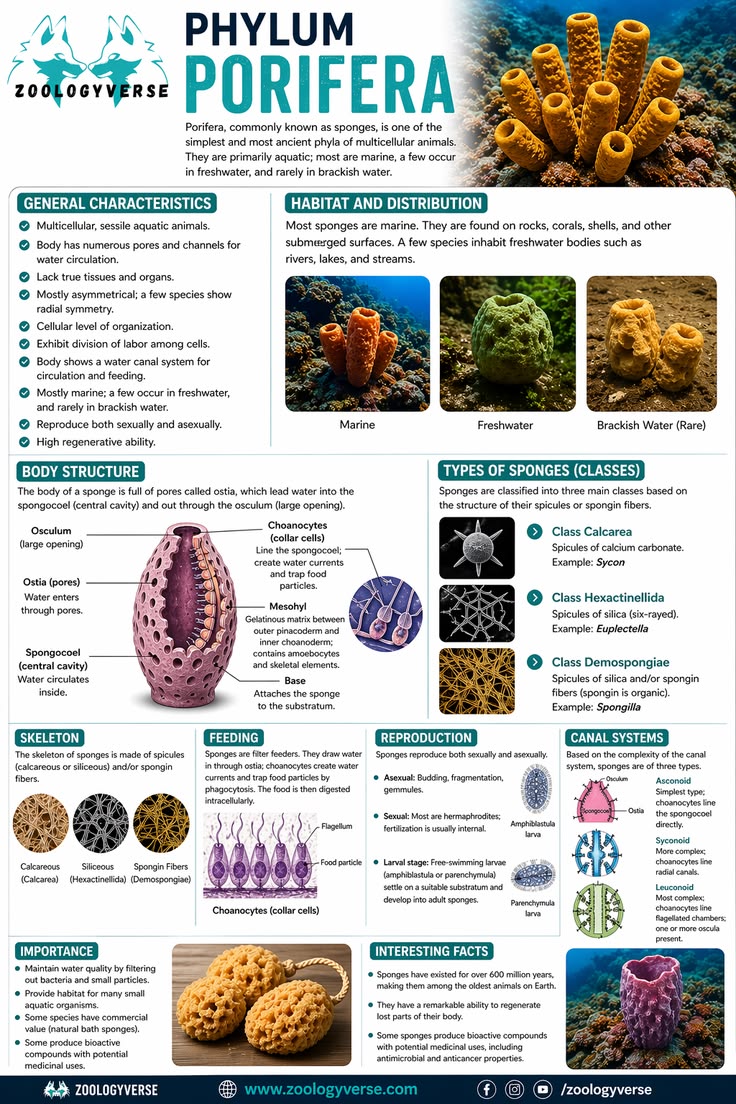 Phylum Porifera Infographic _ Sponges Anatomy, Canal Systems & Classifications