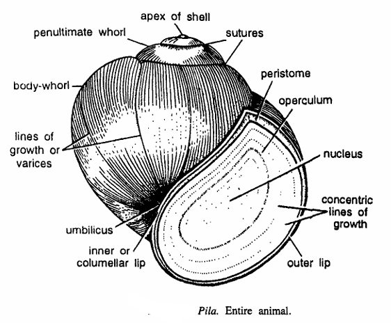 Pila globosa (Apple Snail)
