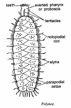 Polynoe