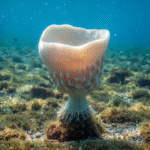 Classification of Poterion