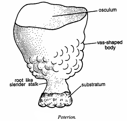 Classification of Poterion