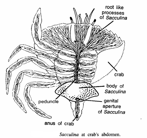Sacculina
