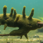 Spongilla: Classification, Habitat, Characteristics