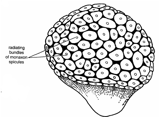 Tethya: Classification, Habitat, Characteristics