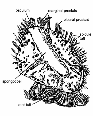 Classification of Pheronema