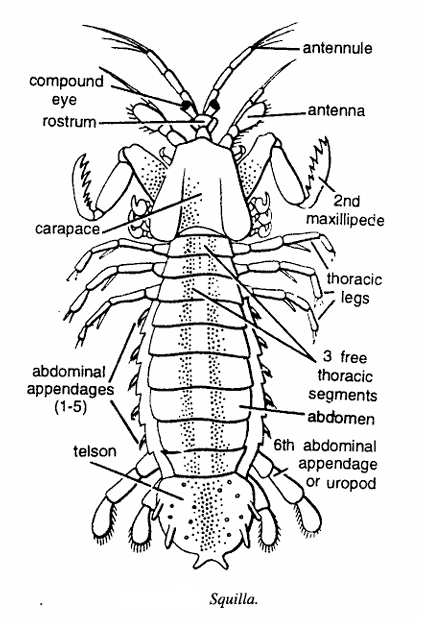 Squilla (Shrimp)