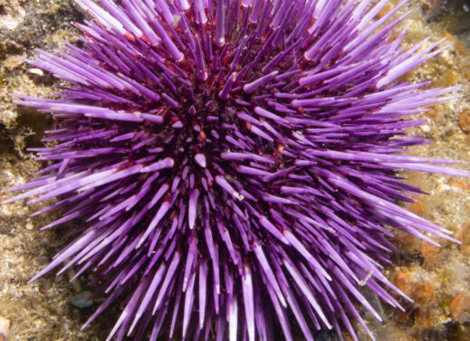 Strongylocentrotus