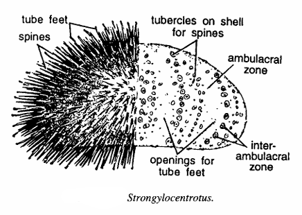 Strongylocentrotus