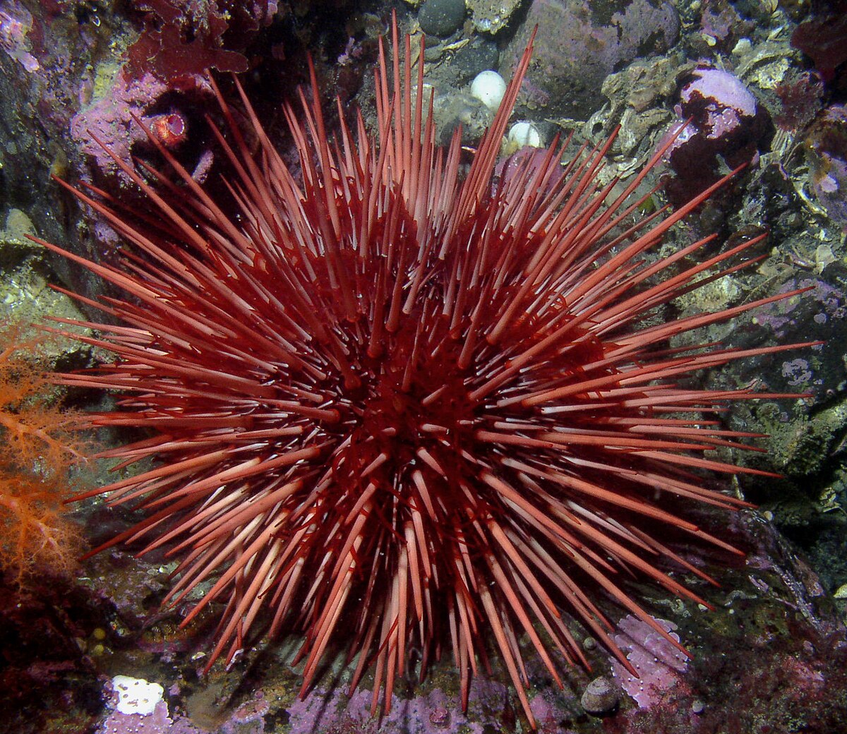 Strongylocentrotus