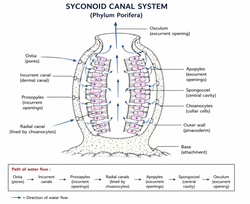 Phylum Porifera: Characteristics, Classification, Examples & Diagram | Zoologyverse labeled diagram of the syconoid canal system in Porifera showing ostia, incurrent canals, radial canals, spongocoel, osculum, choanocytes, and the direction of water flow.