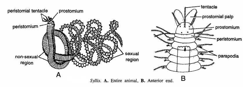 Syllis