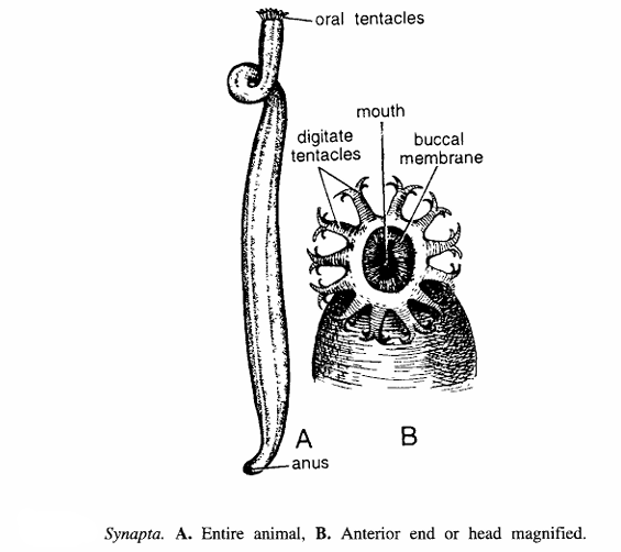 Synapta