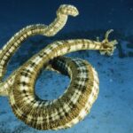Synapta