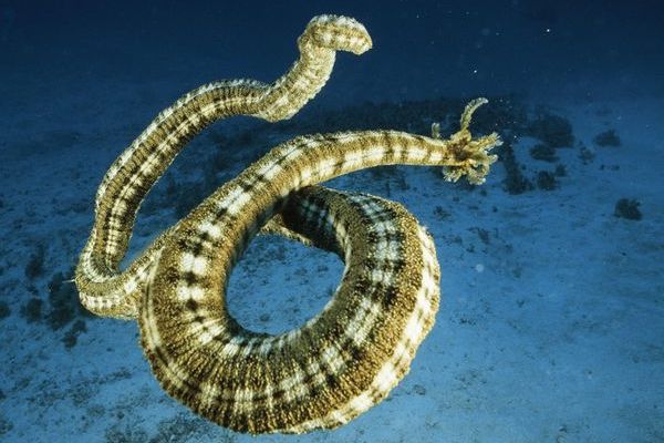 Synapta